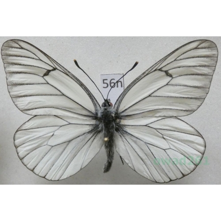 Aporia crataegi (Linnaeus, 1758) male Niestrzęp głogowiec Poland56n